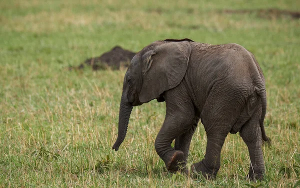 Afrika fili, doğal yaşam ortamında vahşi yaşam sahnesi