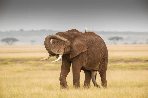 Elefante Africano Cena Vida Selvagem Habitat Natureza — Fotografia de Stock