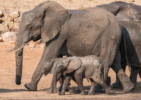 Elefante Africano Cena Vida Selvagem Habitat Natureza — Fotografia de Stock