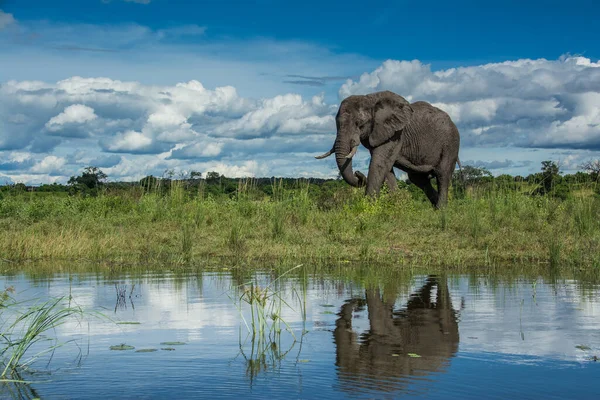 African Elephant, Wildlife scene in nature habitat