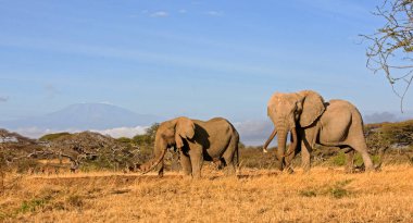 Afrika fili, doğal yaşam ortamında vahşi yaşam sahnesi