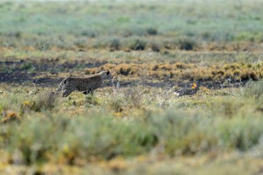Çita erkek yürüyor ve avını arıyor.