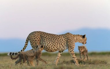 Cheetah male walking and looking for prey clipart