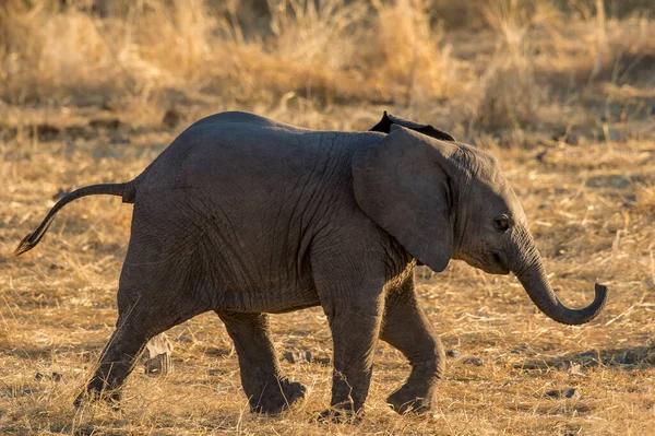 Afrikai Elefánt Vadvilág Természetben Élőhely — Stock Fotó