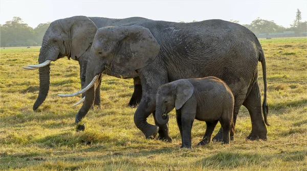 Elefante Africano Cena Vida Selvagem Habitat Natureza — Fotografia de Stock