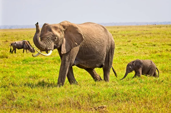 African Elephant, Wildlife scene in nature habitat