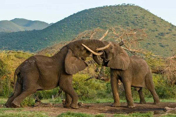 Elefante Africano Vida Silvestre Hábitat Natural — Foto de Stock