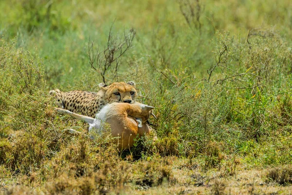 Cheetah Macho Caminando Buscando Presa —  Fotos de Stock