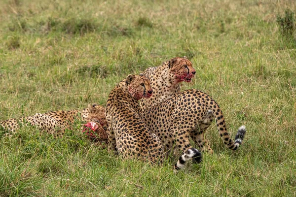 Cheetah Macho Caminando Buscando Presa —  Fotos de Stock