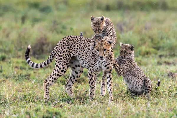 Cheetah Macho Andando Procura Presas — Fotografia de Stock