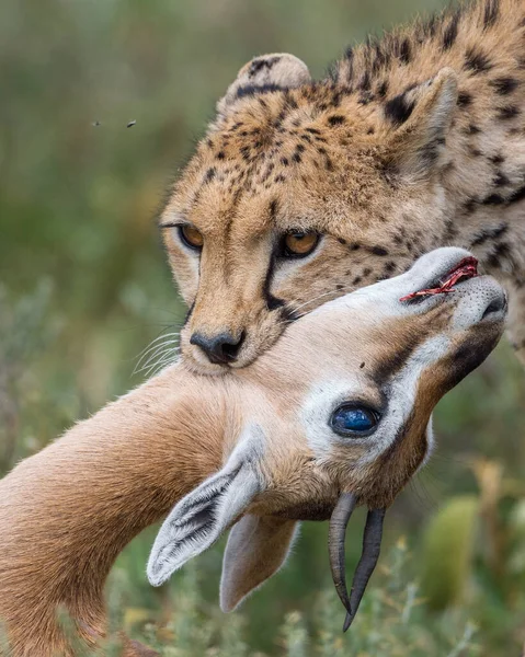 Cheetah Hane Går Och Letar Efter Byte — Stockfoto