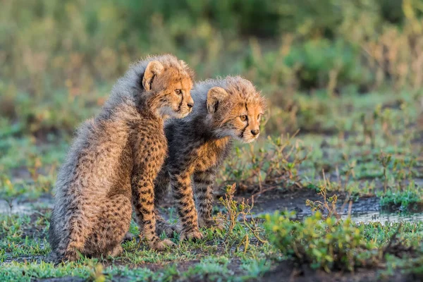 Cheetah Maschio Che Cammina Cerca Preda — Foto Stock