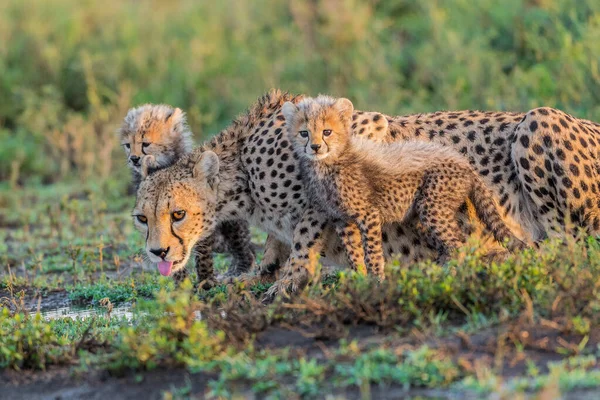 Gepardí Samec Kráčí Hledá Kořist — Stock fotografie