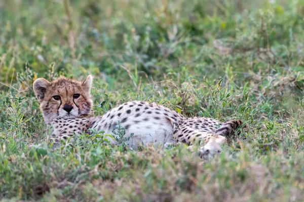 Cheetah Mannetje Wandelen Zoek Naar Prooi — Stockfoto