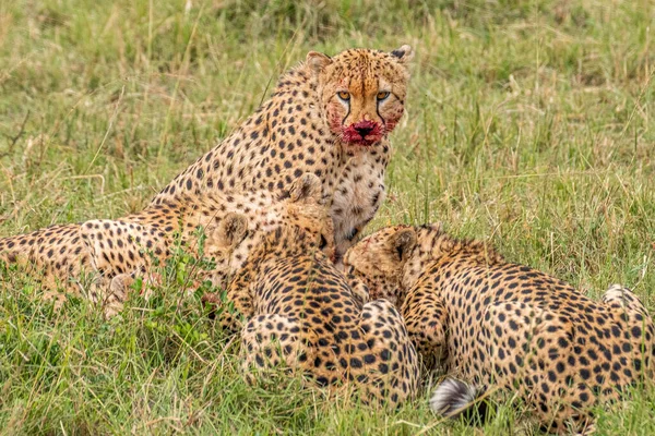 Cheetah Mannetje Wandelen Zoek Naar Prooi — Stockfoto