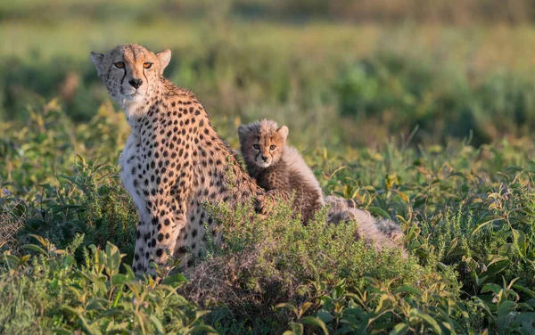 Cheetah Mannetje Wandelen Zoek Naar Prooi — Stockfoto