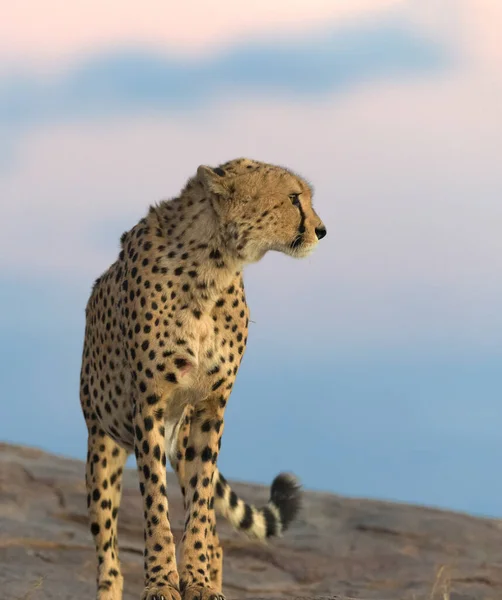 Cheetah Male Walking Looking Prey — Stock Photo, Image