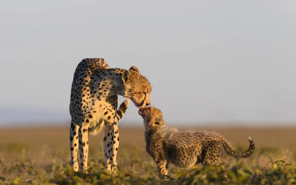 Cheetah Macho Andando Procura Presas — Fotografia de Stock