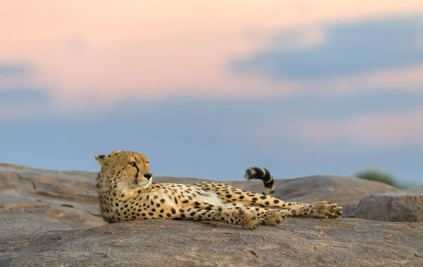 Cheetah Macho Andando Procura Presas — Fotografia de Stock
