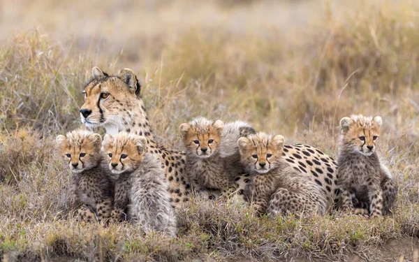 Cheetah Mannetje Wandelen Zoek Naar Prooi — Stockfoto