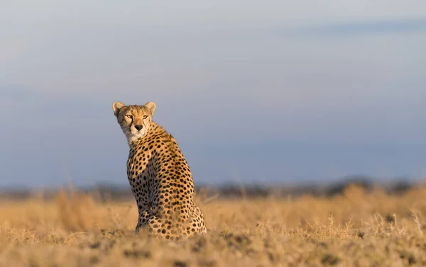 Cheetah Maschio Che Cammina Cerca Preda — Foto Stock