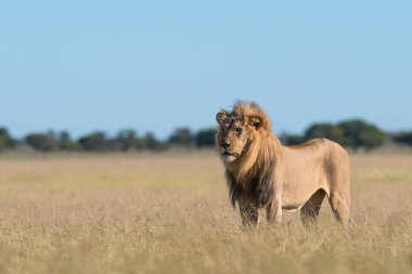 Afrika 'daki vahşi aslanlar