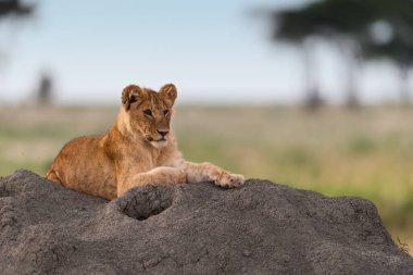 Afrika 'daki vahşi aslanlar