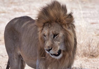 Afrika 'daki vahşi aslanlar