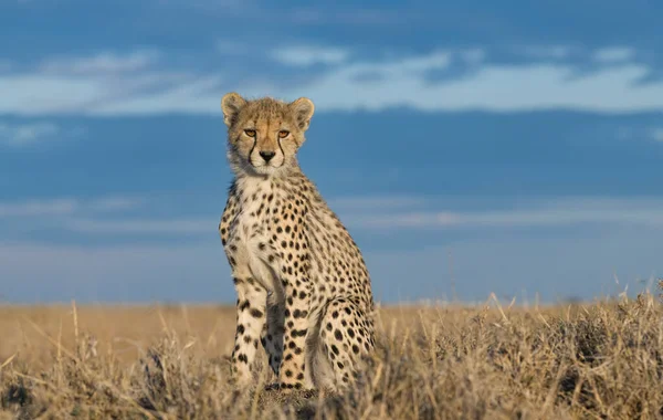 Cheetah Macho Caminando Buscando Presa — Foto de Stock