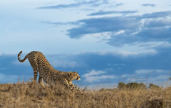 Cheetah Mannetje Wandelen Zoek Naar Prooi — Stockfoto