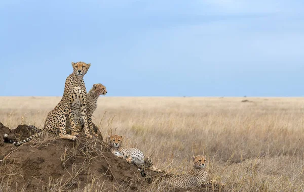 Cheetah Mannetje Wandelen Zoek Naar Prooi — Stockfoto