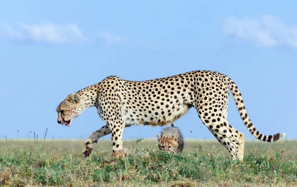 Cheetah Mannetje Wandelen Zoek Naar Prooi — Stockfoto