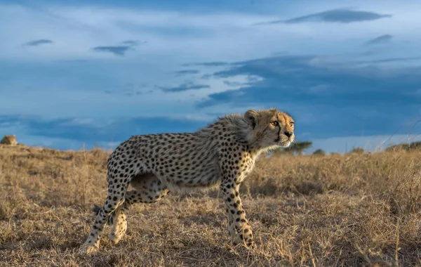 Cheetah Macho Andando Procura Presas — Fotografia de Stock