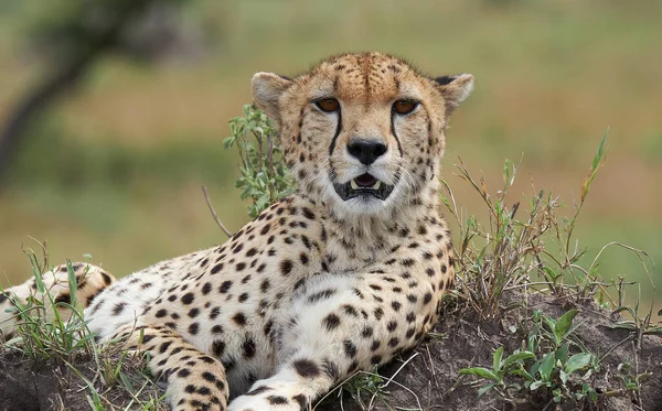 Cheetah Mannetje Wandelen Zoek Naar Prooi — Stockfoto