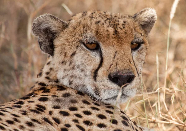 Cheetah Mannetje Wandelen Zoek Naar Prooi — Stockfoto