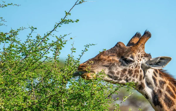 Girafa Parque Safári África — Fotografia de Stock