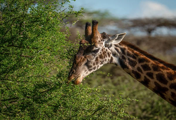 Giraffa Nel Parco Safari Africa — Foto Stock