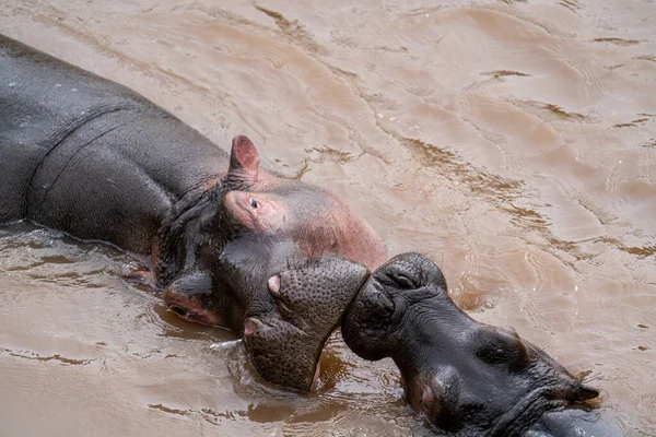Κοινός Ιπποπόταμος Hippopotamus Amphibius Ιπποπόταμος Ξαπλωμένος Στο Νερό — Φωτογραφία Αρχείου