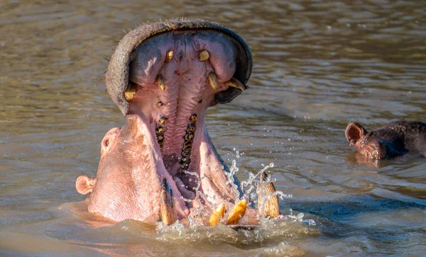 Κοινός Ιπποπόταμος Hippopotamus Amphibius Ιπποπόταμος Ξαπλωμένος Στο Νερό — Φωτογραφία Αρχείου