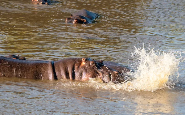 Hipopotam Zwyczajny Hipopopotam Amphibius Lub Hipopotam Leżący Wodzie — Zdjęcie stockowe