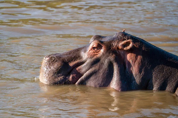 Κοινός Ιπποπόταμος Hippopotamus Amphibius Ιπποπόταμος Ξαπλωμένος Στο Νερό — Φωτογραφία Αρχείου