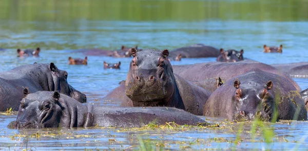 Ippopotamo Comune Hippopotamus Amphibius Ippopotamo Sdraiato Acqua — Foto Stock