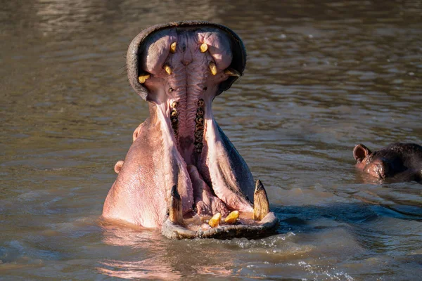 Обыкновенный Гиппопотамус Hippopotamus Amphibius Гиппопотам Лежащий Воде — стоковое фото