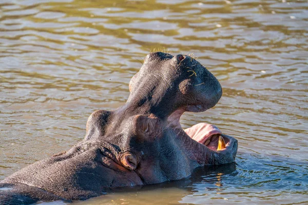 Den Vanliga Flodhästen Hippopotamus Amfibie Eller Flodhästen Som Ligger Vatten — Stockfoto