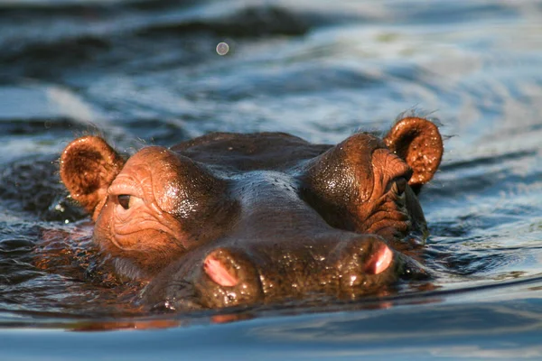 Hipopótamo Comum Hippopotamus Amphibius Hipopótamo Deitado Água — Fotografia de Stock