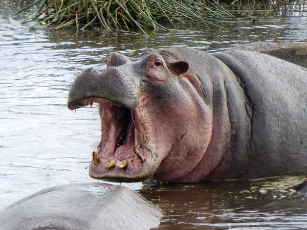 Den Vanliga Flodhästen Hippopotamus Amfibie Eller Flodhästen Som Ligger Vatten — Stockfoto