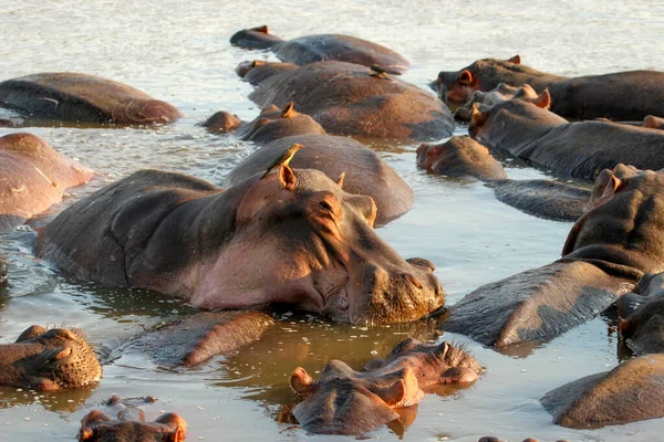 Hippopotame Commun Hippopotamus Amphibius Hippopotame Couché Dans Eau — Photo