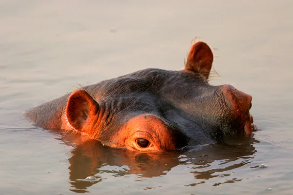 Hippopotame Commun Hippopotamus Amphibius Hippopotame Couché Dans Eau — Photo