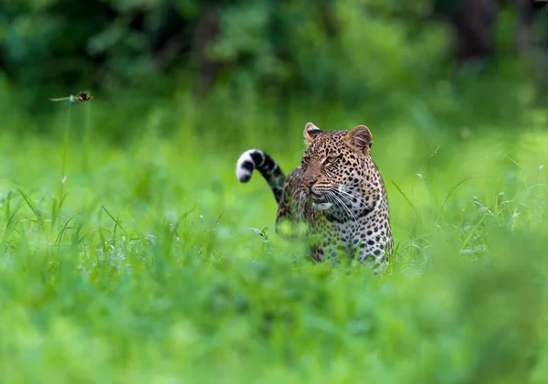 Leopard Wildlife Scene Nature Habitat — стокове фото