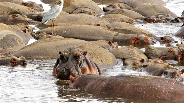 Hippopotame Commun Hippopotamus Amphibius Hippopotame Couché Dans Eau — Photo